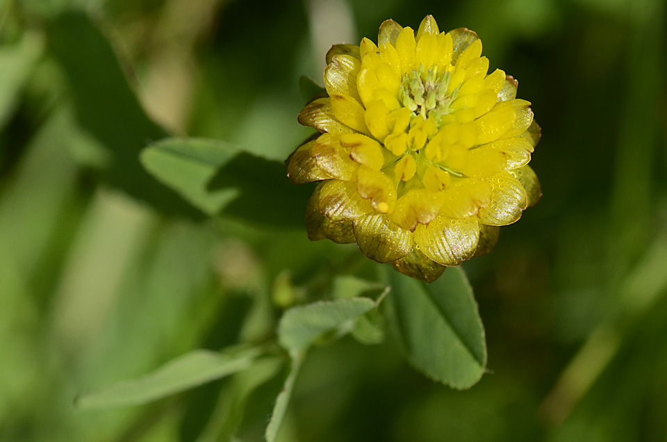 Trifolium badium / Trifoglio bruno